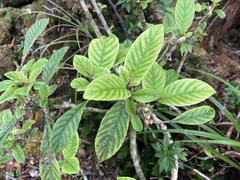 Cyrtandra longifolia