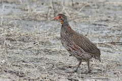 Pternistis rufopictus