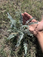 Astragalus mollissimus