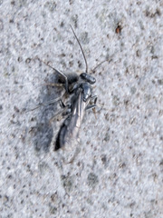Pompiloidea