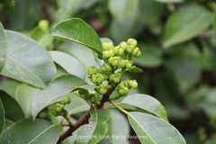 Excoecaria agallocha