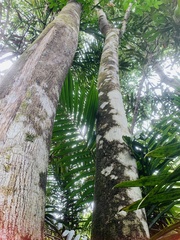 Aquilaria malaccensis