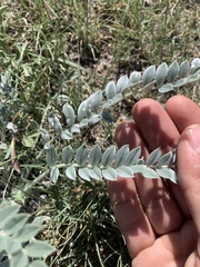 Astragalus mollissimus