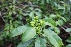 Excoecaria agallocha