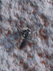 Pompiloidea