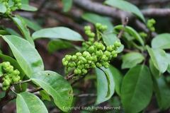 Excoecaria agallocha