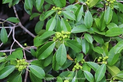 Excoecaria agallocha