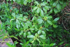 Excoecaria agallocha