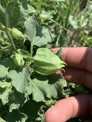 Physalis hederifolia