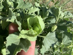 Physalis hederifolia