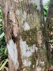 Aquilaria malaccensis