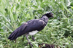 Anhima cornuta