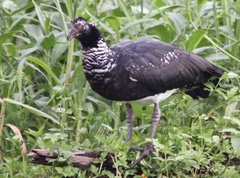 Anhima cornuta