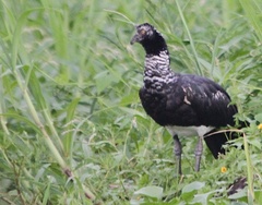 Anhima cornuta