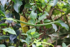 Gymnanthera oblonga