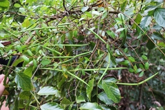 Gymnanthera oblonga