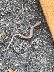 Batrachoseps gavilanensis