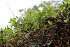 Gymnanthera oblonga