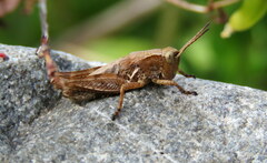 Phaulacridium marginale