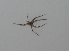 Pandercetes gracilis