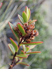 Veronica decumbens