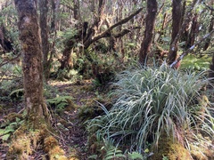 Astelia argyrocoma