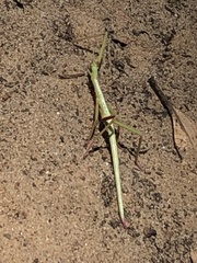 Didymuria violescens