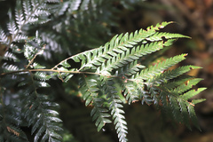 Lastreopsis marginans