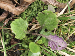 Senecio rufiglandulosus
