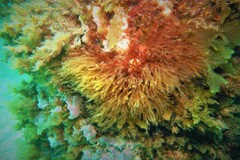 Rhodomelaceae
