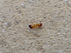 Camponotus festinatus