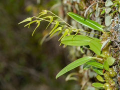 Bulbophyllum elisae