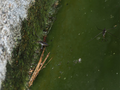 Limnogonus