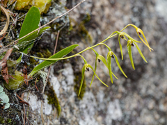 Bulbophyllum elisae