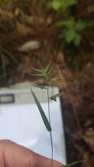 Chasmanthium ornithorhynchum