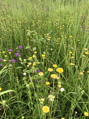Nidorella podocephala