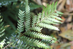 Lastreopsis marginans