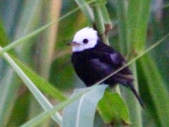 Arundinicola leucocephala