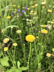 Nidorella podocephala