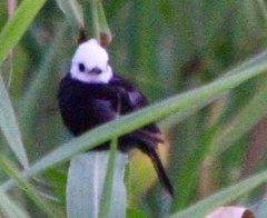 Arundinicola leucocephala