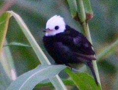 Arundinicola leucocephala