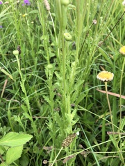 Nidorella podocephala