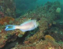 Meuschenia freycineti