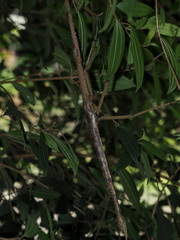 Acrophylla wuelfingi