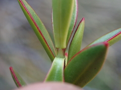 Veronica decumbens