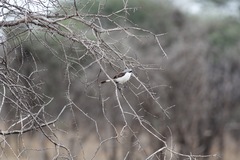 Lanius excubitoroides