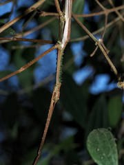 Acrophylla wuelfingi