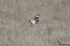 Lanius excubitoroides