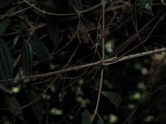 Acrophylla wuelfingi