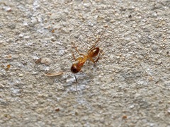 Camponotus festinatus